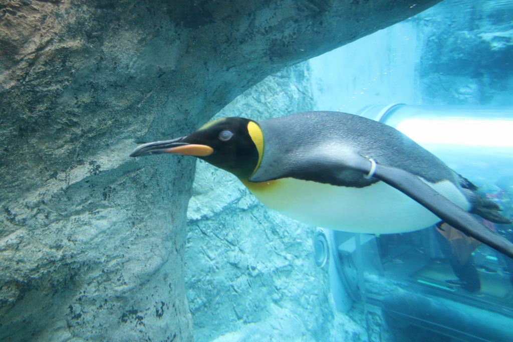 f:id:ham29:20160710151841j:plain