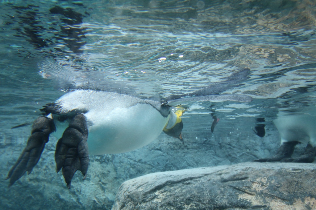 f:id:ham29:20160710151846j:plain