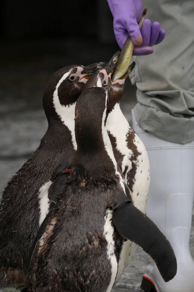 f:id:ham29:20160710151853j:plain