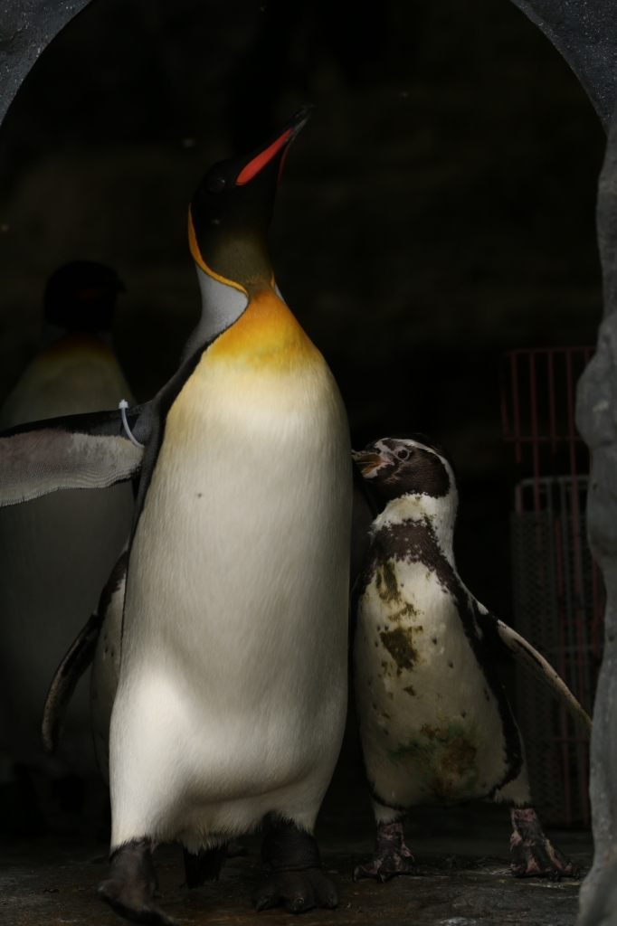 f:id:ham29:20160710151901j:plain