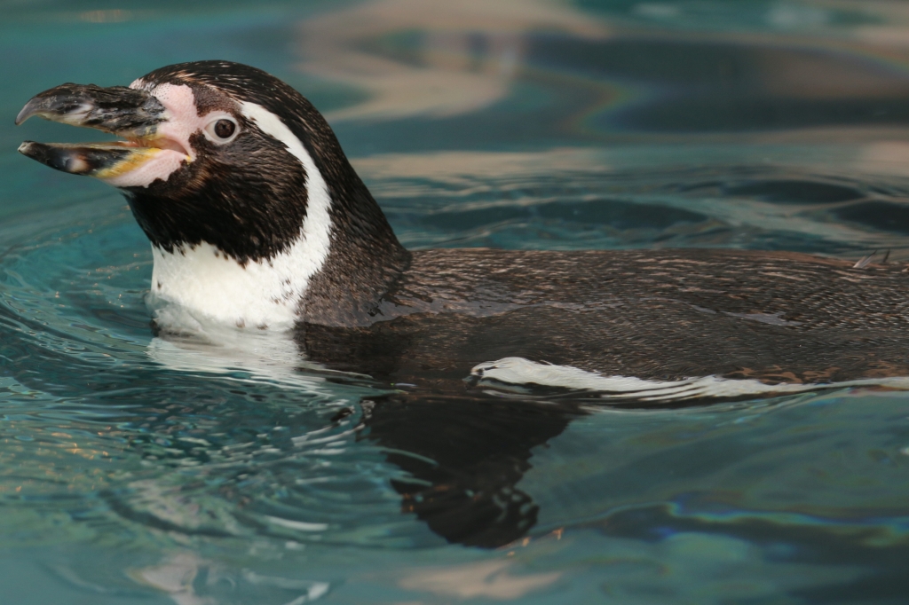 f:id:ham29:20160710151907j:plain