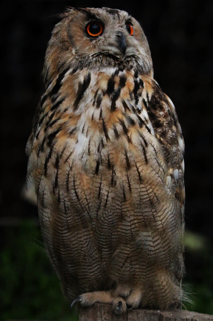 f:id:ham29:20160717143820j:plain