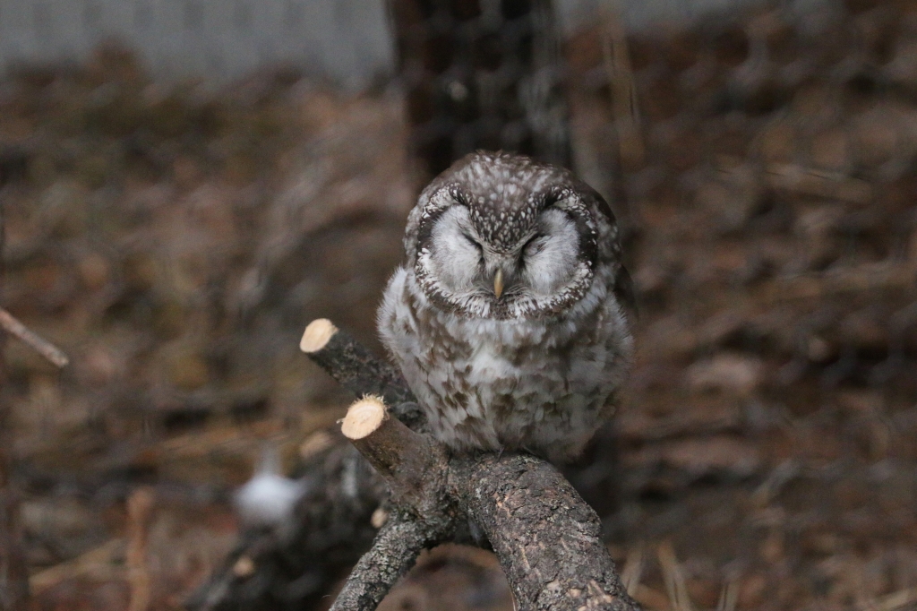 f:id:ham29:20160717143832j:plain