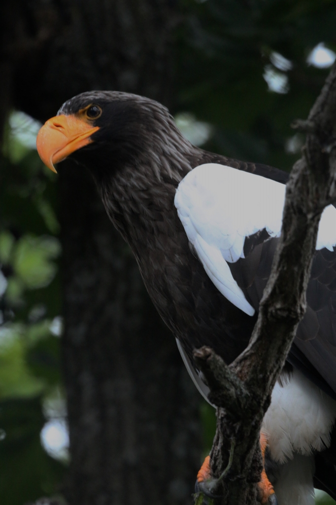 f:id:ham29:20160717143845j:plain