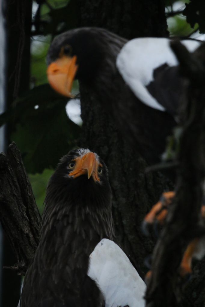 f:id:ham29:20160717143849j:plain