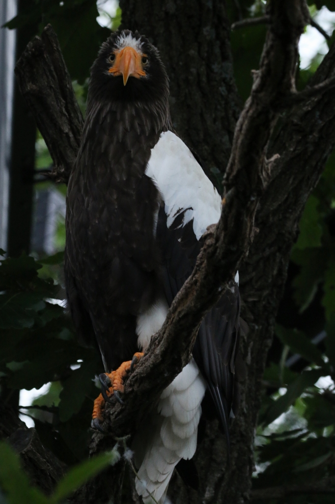 f:id:ham29:20160717143853j:plain