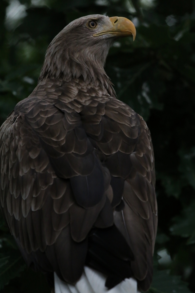 f:id:ham29:20160717143902j:plain