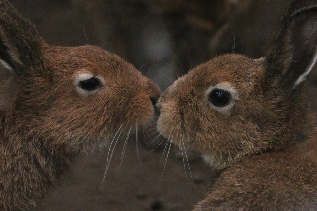 f:id:ham29:20160717143906j:plain