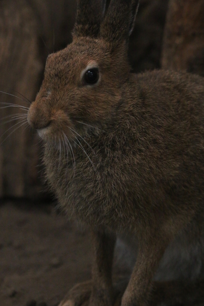 f:id:ham29:20160717143912j:plain