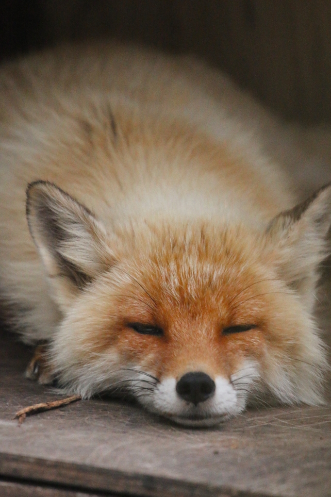 f:id:ham29:20160717143925j:plain