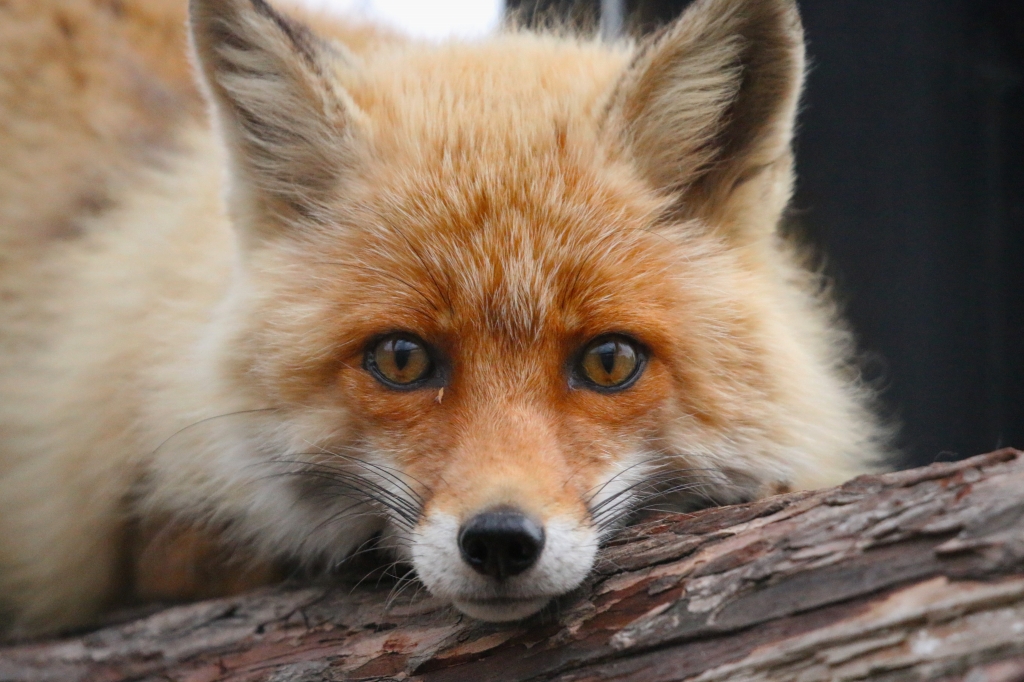 f:id:ham29:20160717143929j:plain