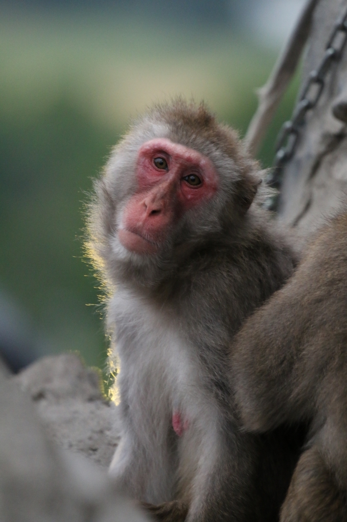 f:id:ham29:20160717222842j:plain