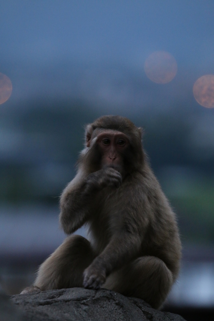 f:id:ham29:20160717222854j:plain