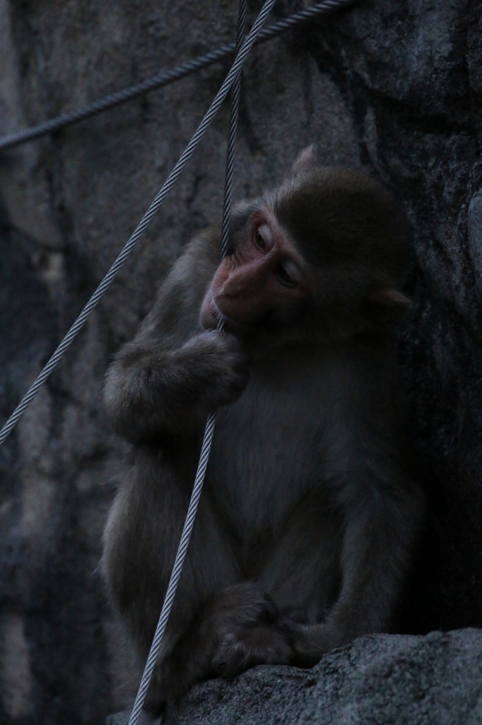 f:id:ham29:20160717222907j:plain