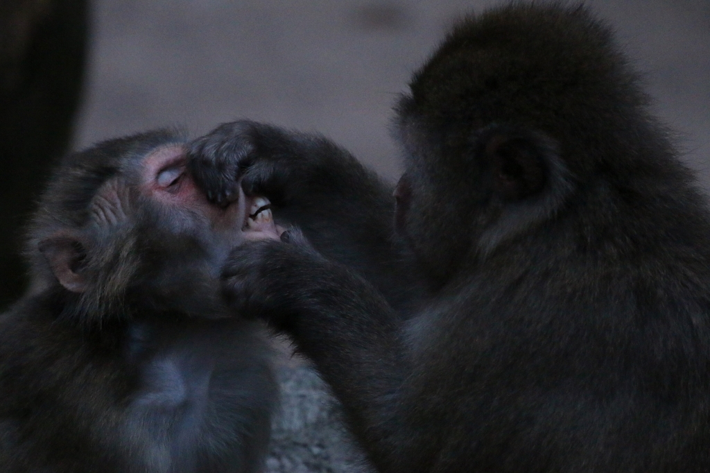 f:id:ham29:20160717222911j:plain