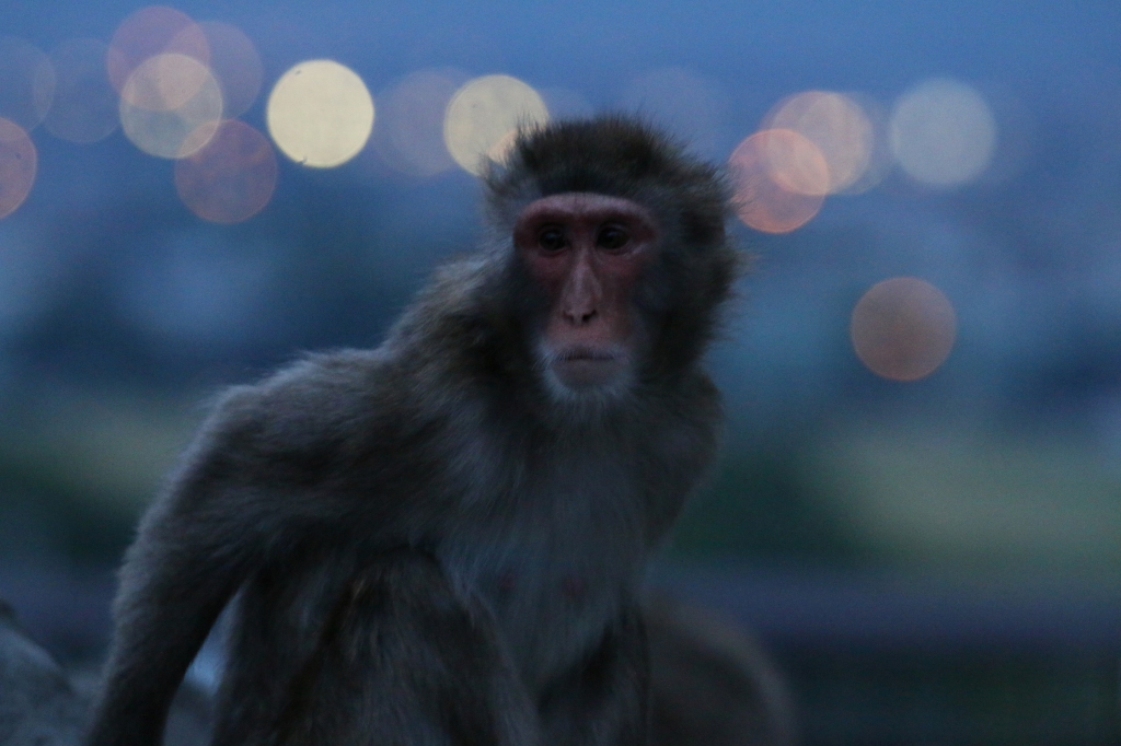 f:id:ham29:20160717222914j:plain