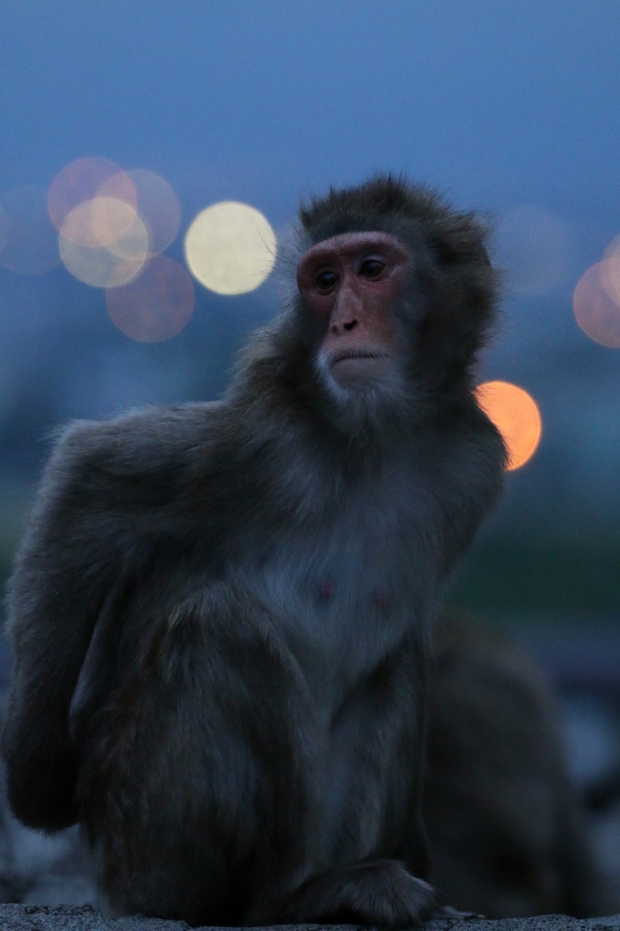 f:id:ham29:20160717222919j:plain