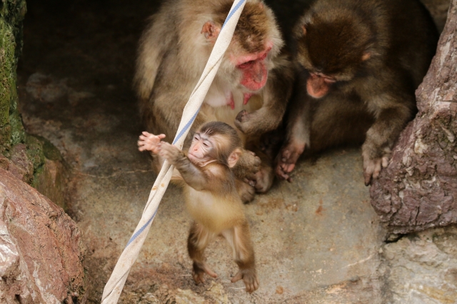 f:id:ham29:20160930184836j:plain f:id:ham29:20160930184836j:plain