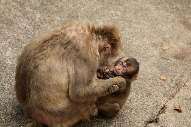 f:id:ham29:20160930184838j:plain f:id:ham29:20160930184838j:plain