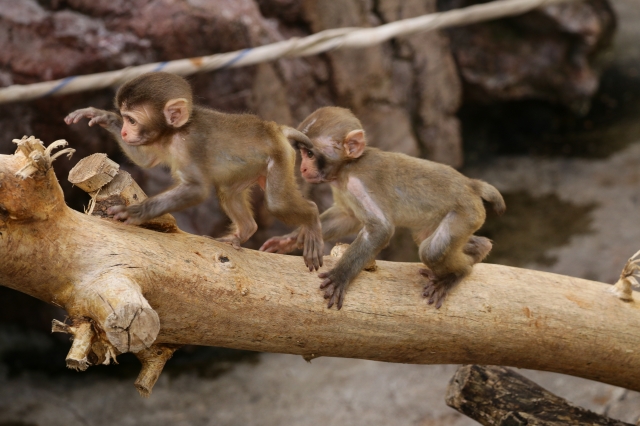 f:id:ham29:20160930184840j:plain f:id:ham29:20160930184840j:plain