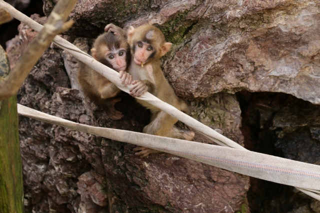 f:id:ham29:20160930184842j:plain f:id:ham29:20160930184842j:plain