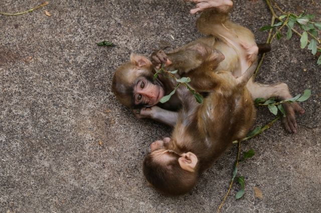 f:id:ham29:20160930184847j:plain f:id:ham29:20160930184847j:plain