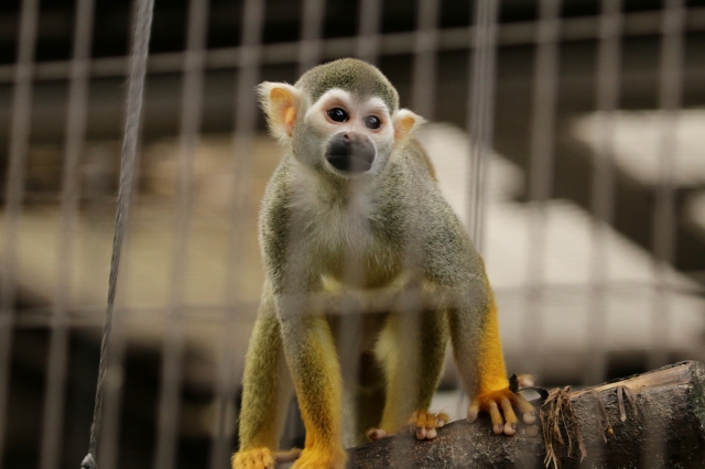 f:id:ham29:20160930185052j:plain f:id:ham29:20160930185052j:plain