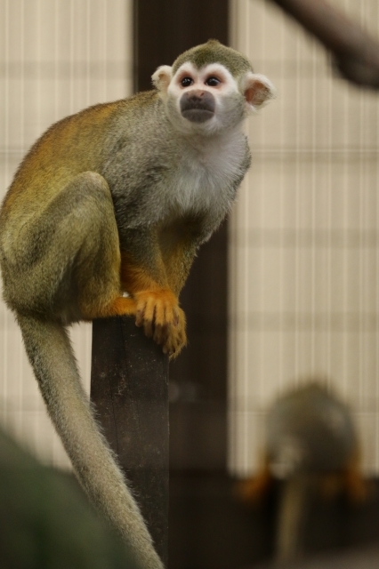 f:id:ham29:20160930185055j:plain f:id:ham29:20160930185055j:plain