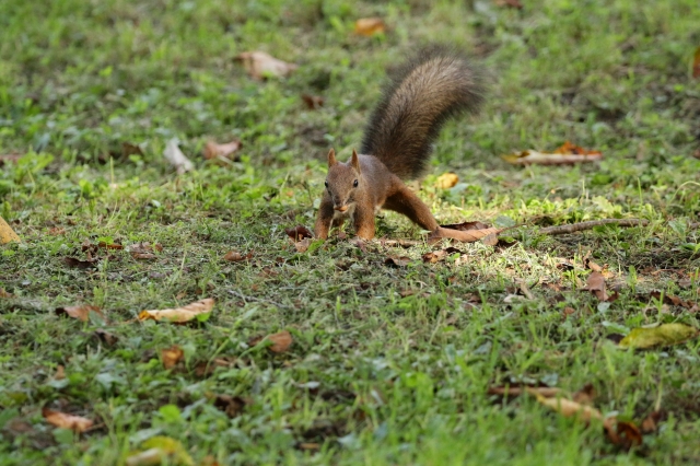 f:id:ham29:20160930185103j:plain f:id:ham29:20160930185103j:plain