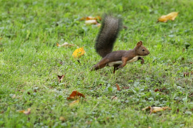 f:id:ham29:20160930185105j:plain f:id:ham29:20160930185105j:plain