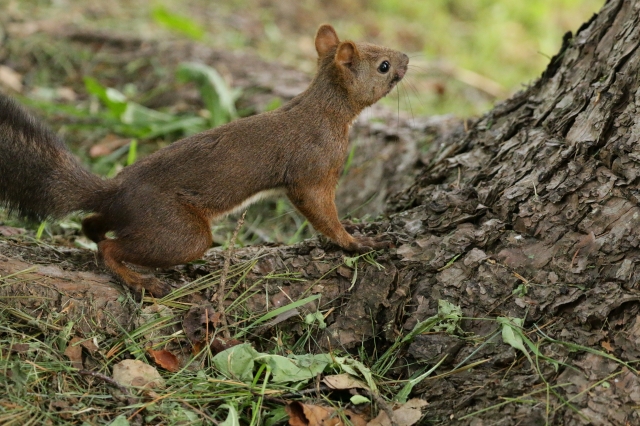 f:id:ham29:20160930185109j:plain f:id:ham29:20160930185109j:plain