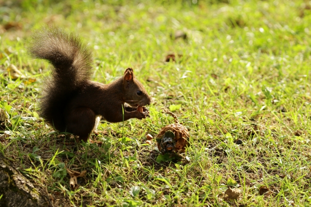 f:id:ham29:20160930185111j:plain f:id:ham29:20160930185111j:plain