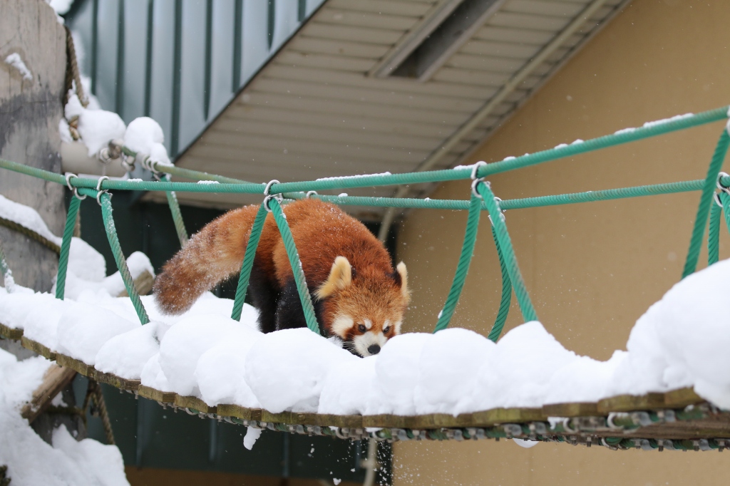 f:id:ham29:20170120150254j:plain f:id:ham29:20170120150254j:plain