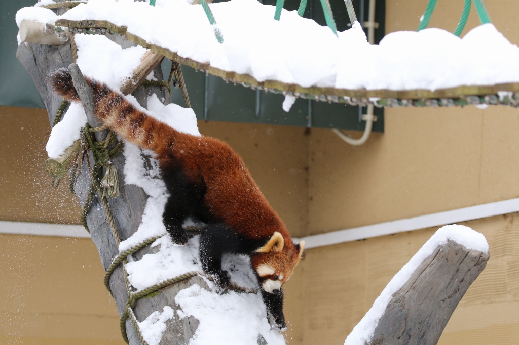 f:id:ham29:20170120150257j:plain f:id:ham29:20170120150257j:plain