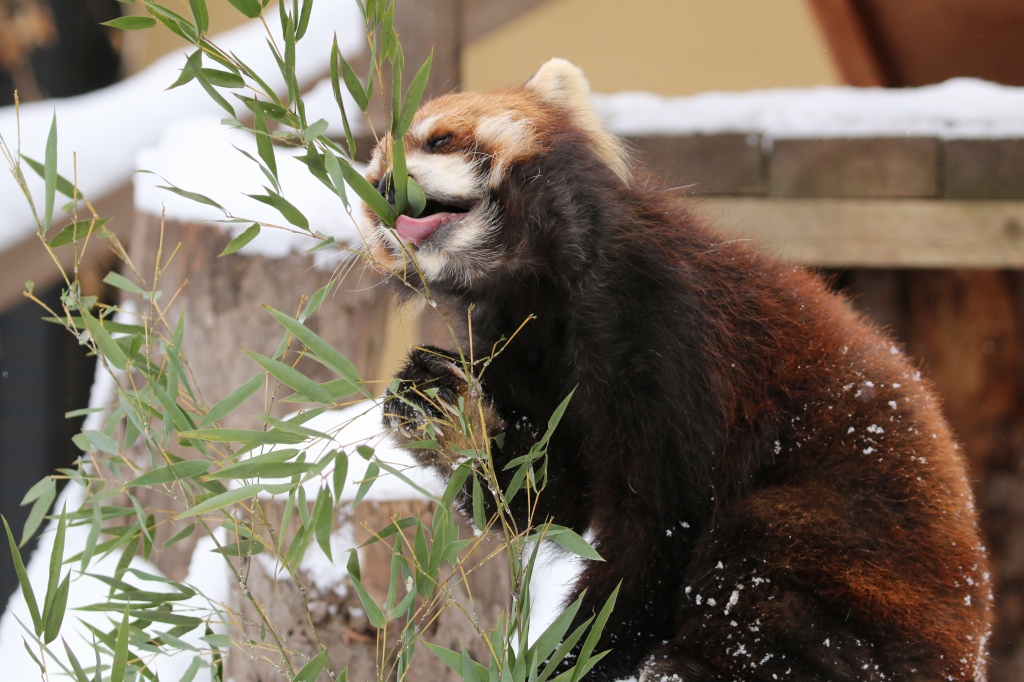 f:id:ham29:20170120150259j:plain f:id:ham29:20170120150259j:plain