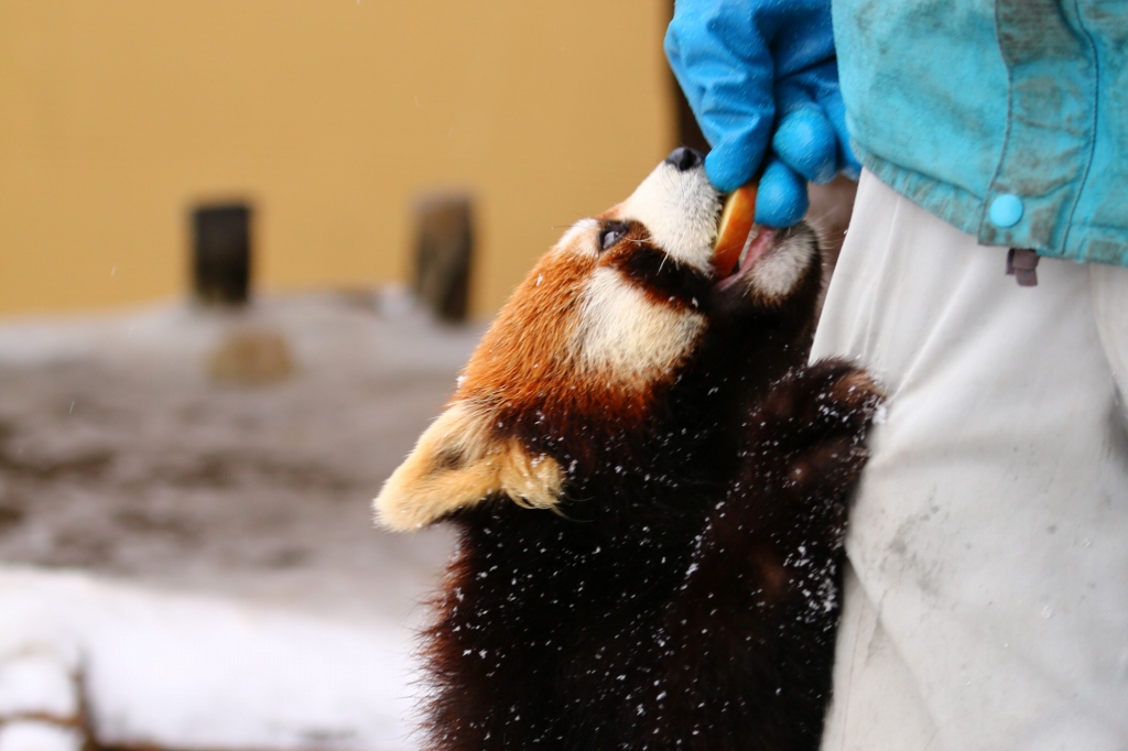 f:id:ham29:20170120150302j:plain f:id:ham29:20170120150302j:plain