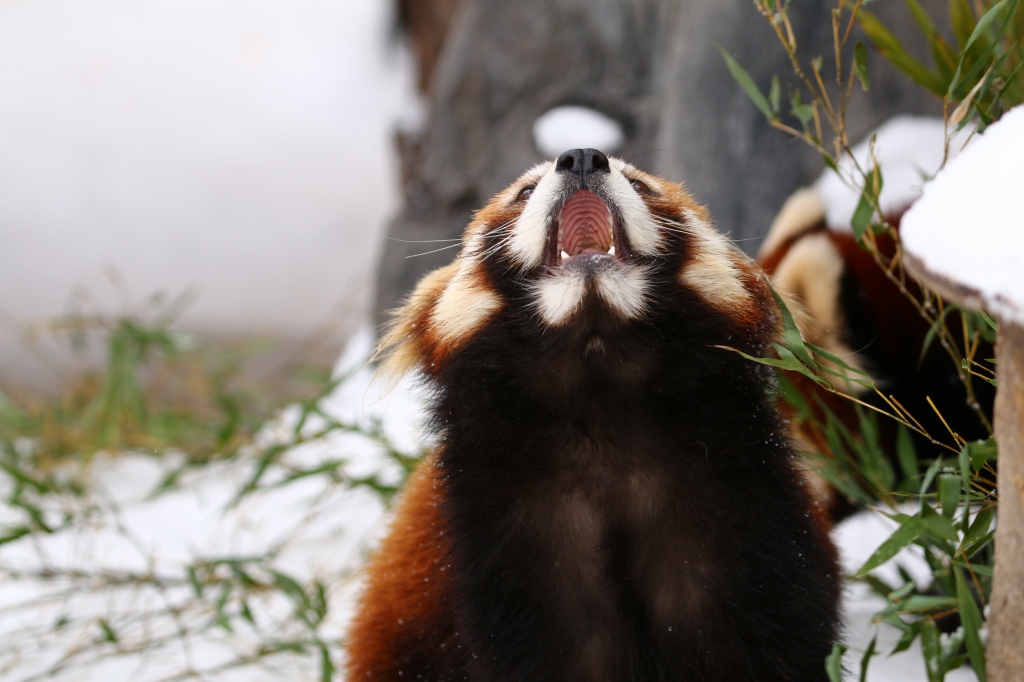 f:id:ham29:20170120150307j:plain f:id:ham29:20170120150307j:plain