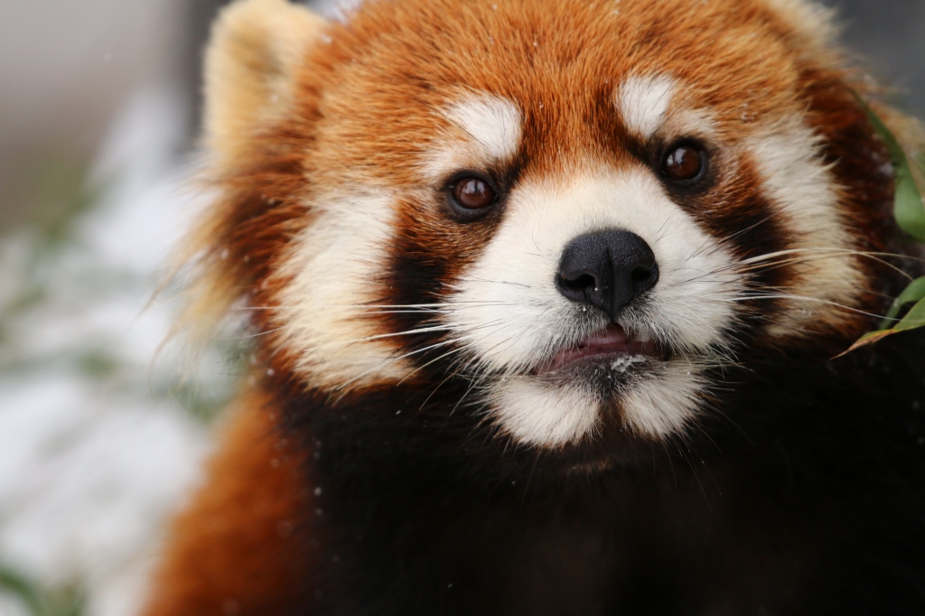 f:id:ham29:20170120150309j:plain f:id:ham29:20170120150309j:plain