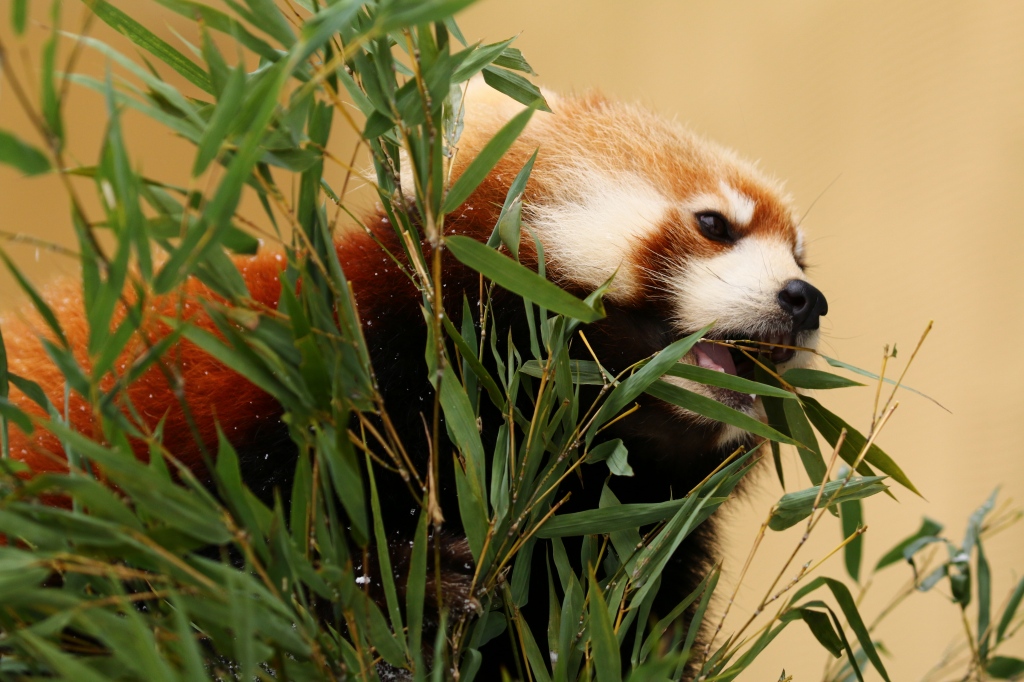 f:id:ham29:20170120150312j:plain f:id:ham29:20170120150312j:plain