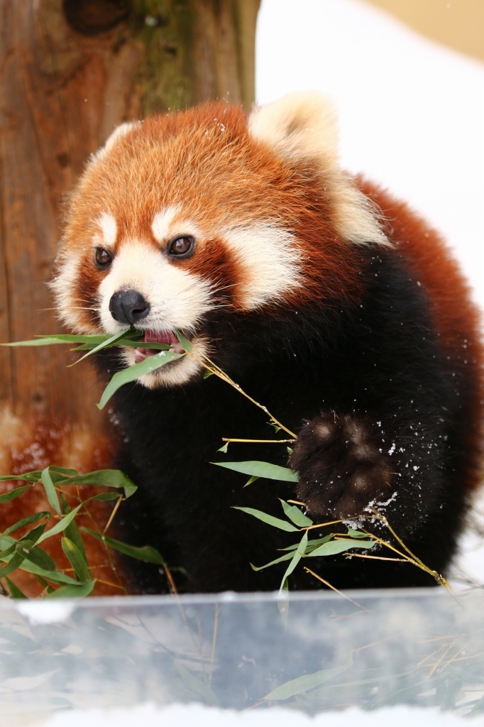 f:id:ham29:20170120150314j:plain f:id:ham29:20170120150314j:plain