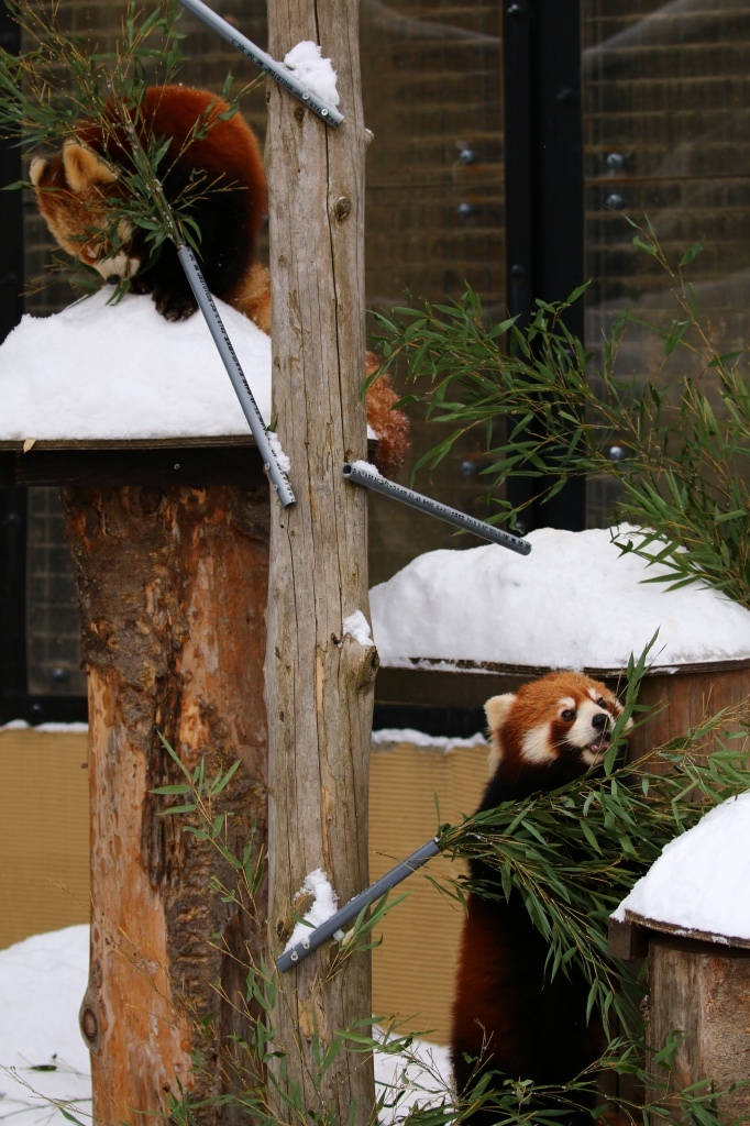 f:id:ham29:20170120150320j:plain f:id:ham29:20170120150320j:plain