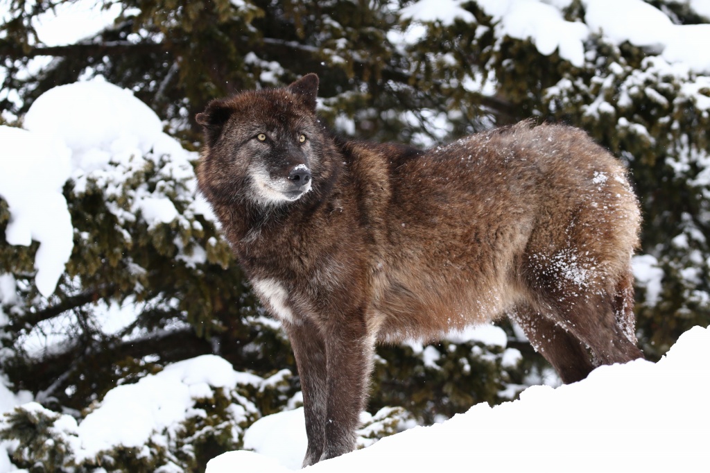 f:id:ham29:20170120160747j:plain