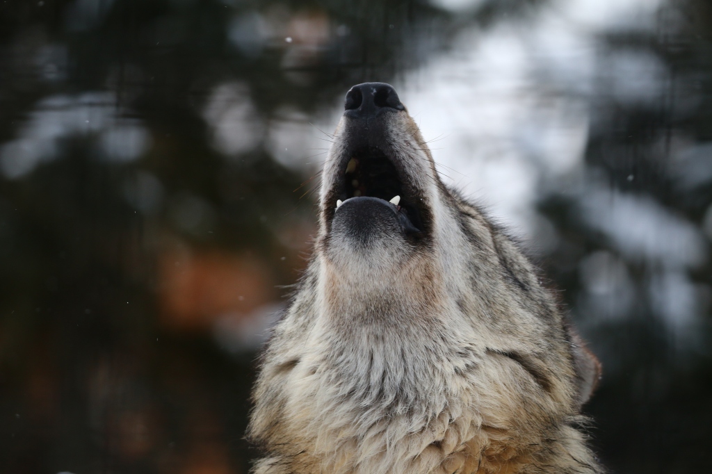 f:id:ham29:20170120160752j:plain