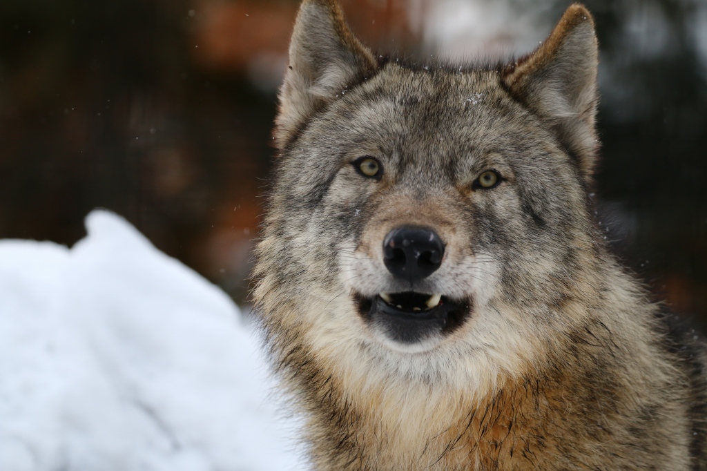 f:id:ham29:20170120160756j:plain