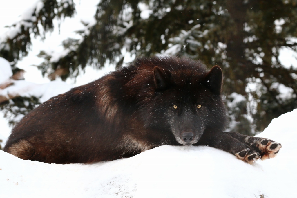 f:id:ham29:20170120160758j:plain