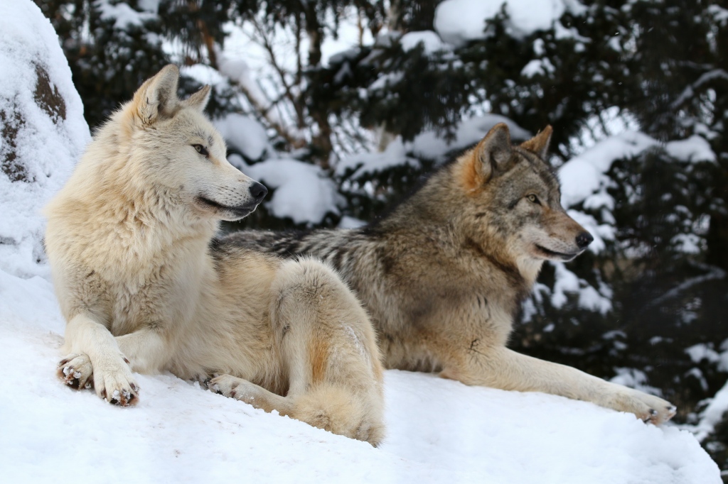 f:id:ham29:20170120160800j:plain