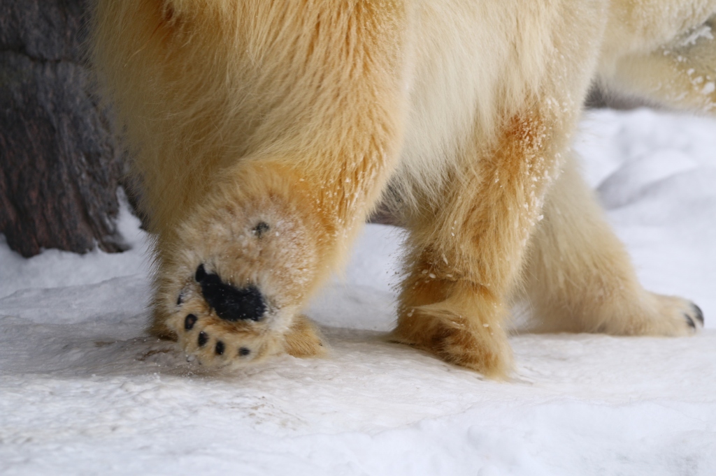 f:id:ham29:20170120175603j:plain