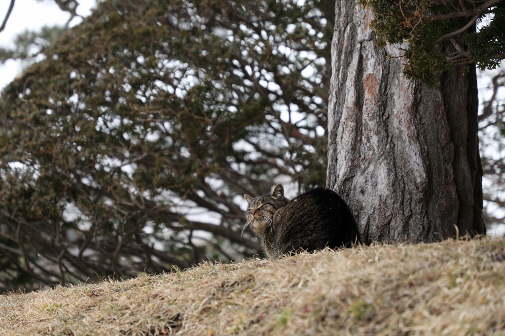 f:id:ham29:20170217185848j:plain f:id:ham29:20170217185848j:plain