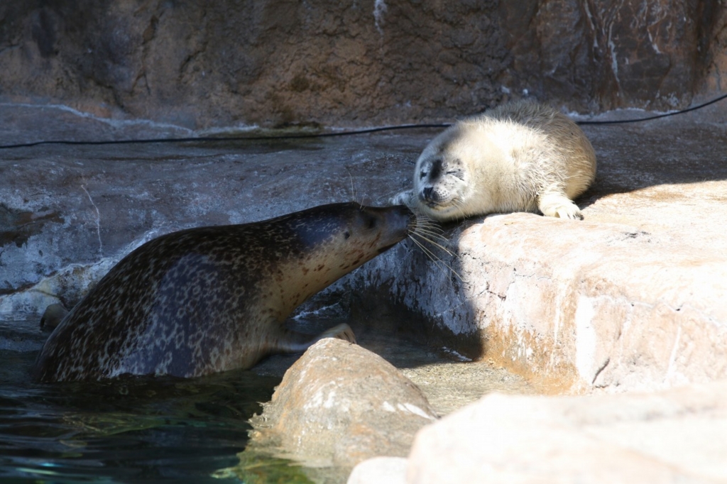 ゴマフアザラシの赤ちゃんが生まれた 旭山動物園で 白くてふわふわの赤ちゃんアザラシが はむの備忘録 ゴマフアザラシの赤ちゃんが生まれた 旭山動物園で 白くてふわふわの赤ちゃんアザラシが はむの備忘録
