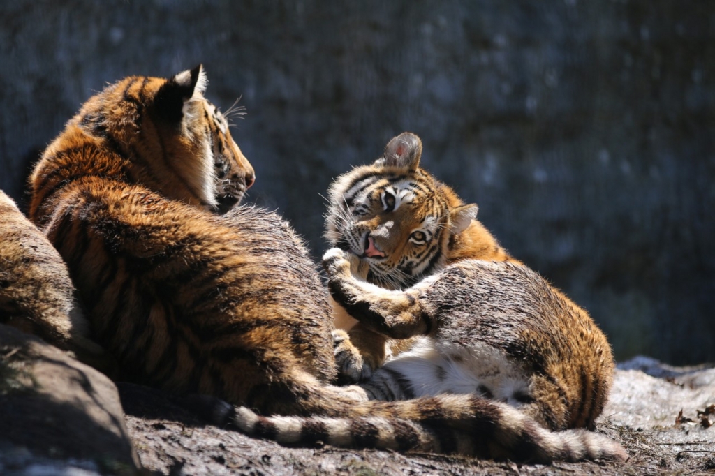 アムールトラのくつろぐ姿 まだうっすらと雪が残る旭山動物園のもうじゅう館で はむの備忘録